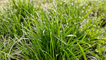 Obraz premium Thin green grass blades decorated with sparkling morning dew drops on a blurred natural meadow background in soft daylight
