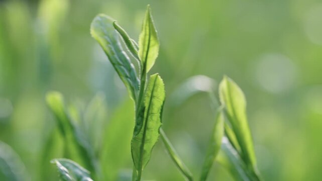 茶葉　新茶　茶畑