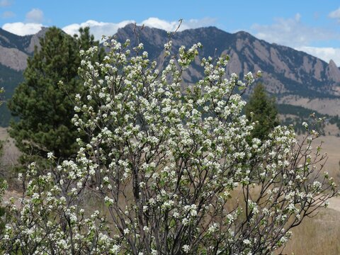 Blooming Serviceberry Tree with Flatirons Mountains in Boulder Colorado, Spring Landscape