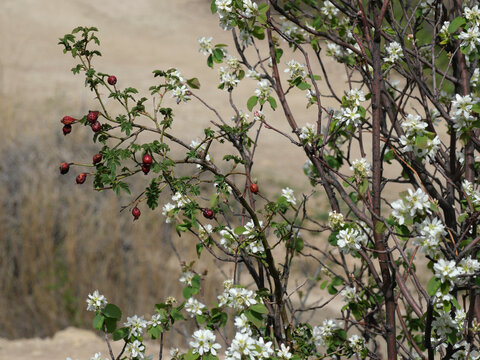 Serviceberry Branch with Red Berries and White Blossoms in Early Spring, Colorado