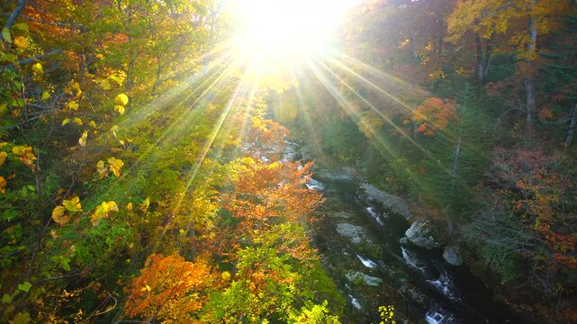 賀老高原の千走川とブナ林などの紅葉の夕景