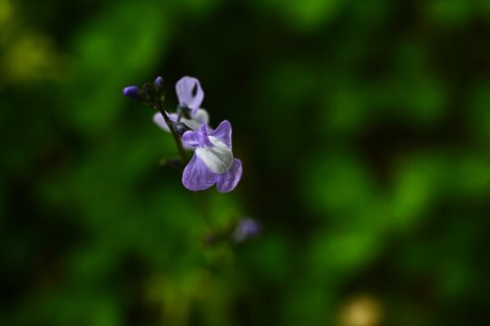 Canada toadflax (Nuttallanthus canadensis) flowers. Plantaginaceae annual. It produces spikes of lip-shaped purple flowers in early summer.
