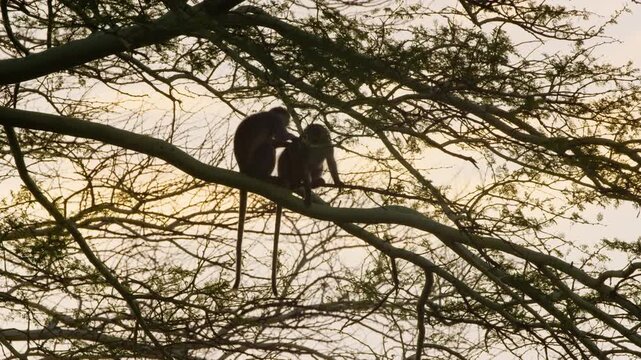 Two vervet monkeys on a tree. A vervet monkey picking lice.