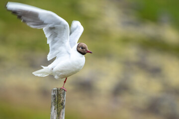 Fototapeta premium Black-headed gull (Larus ridibundus) standing on one leg with wings raised on a post in Northern Norway
