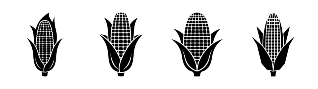Corn vector illustration: black and white corn cobs with husks for agriculture and food design use