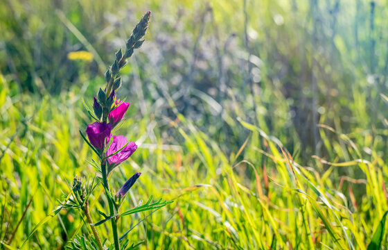 Stem of Dwarf Checker Mallow With Blooms Reaches Into the Sky