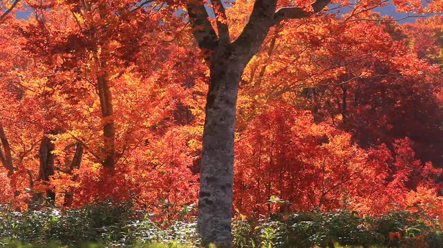 賀老高原のブナ林の紅葉