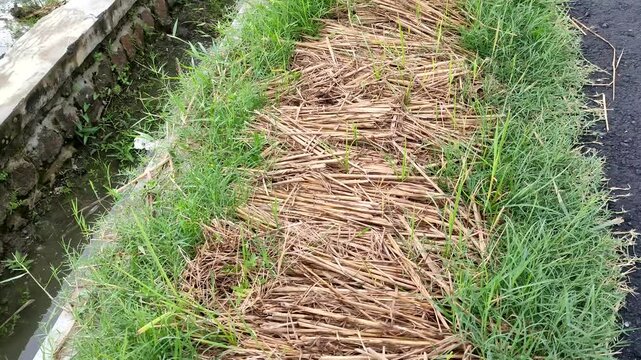 Young green paddy seedlings growing sprouting through a protective layer of dry straw mulch on a seedling bed in a rural agricultural area. Perfect for themes of sustainable farming, rice seedling nur
