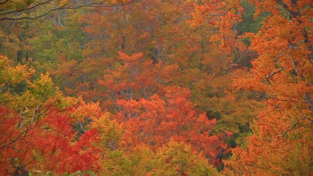 賀老高原のブナ林の紅葉