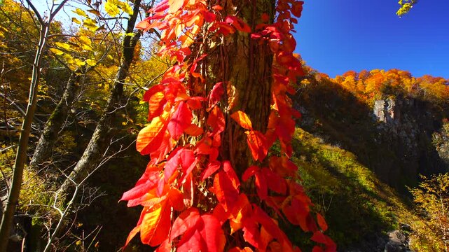 賀老の滝とツタウルシとブナなどの紅葉と舞い散る葉