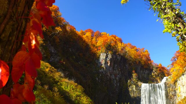 賀老の滝とツタウルシとブナなどの紅葉と舞い散る葉