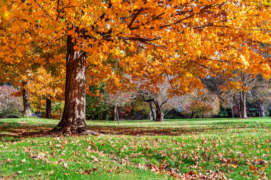 Tree with golden fall foliage leaves in a New Jersey park, on a sunny autumn day