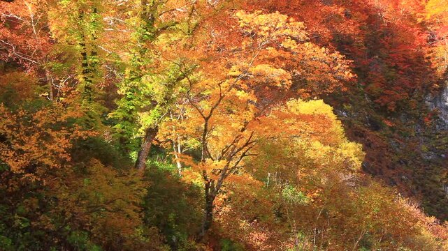 賀老の滝とブナ林の紅葉