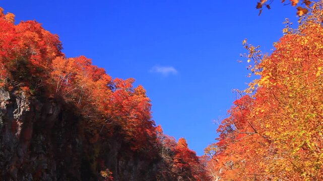 賀老の滝とブナ林の紅葉