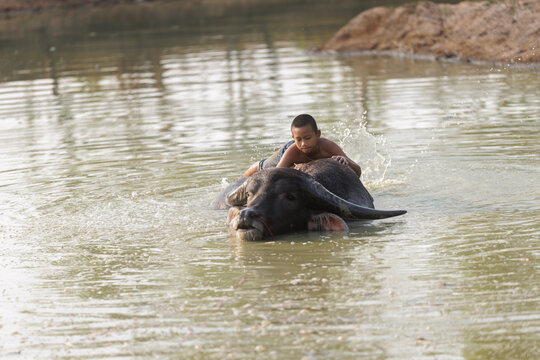 Young Boy Rides A Large Water Buffalo Through A Shallow Rural Pond During Daily Agricultural Life