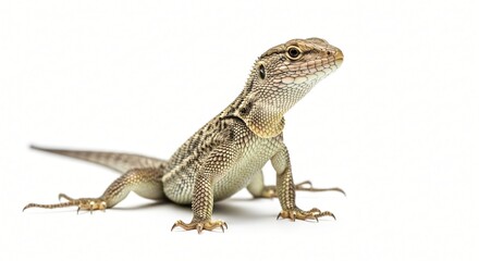 Obraz premium A sharp, detailed close-up shot of a small, brown lizard, exhibiting its distinct patterned scales and alert gaze, isolated on a clean white background