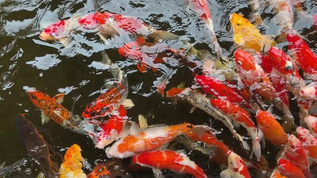carp fish pond background, colorful background, Fancy carp
