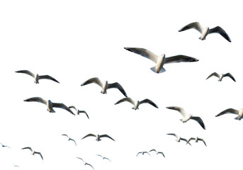 Obraz premium Flock of seagulls in flight isolated on transparent background