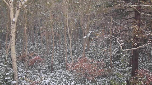 望岳台付近の雪降る紅葉の樹林