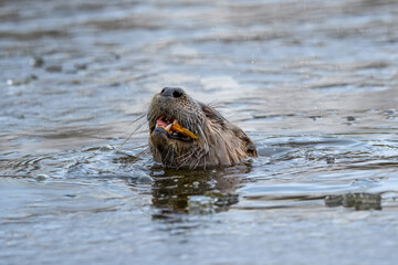 Obraz premium North American river otter swimming in a river with a fresh fish in its mouth. Wildlife photography of an otter eating prey in the water, showing head and whiskers in natural habitat.