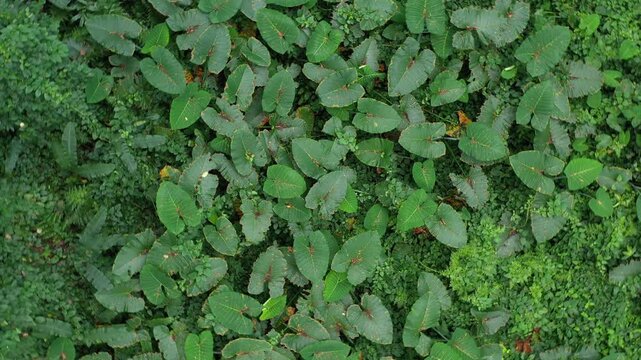 Lush tropical green leaves aerial jungle texture