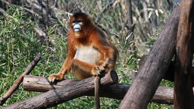a big golden snub-nosed sit on the wood in sunny day in the zoo