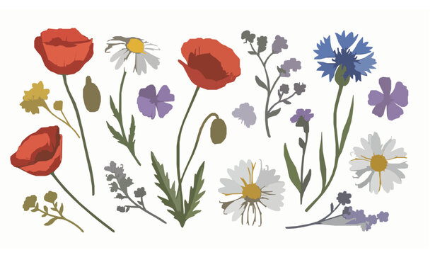 Colorful wildflower flat lay vector with poppies daisies cornflowers floral arrangement