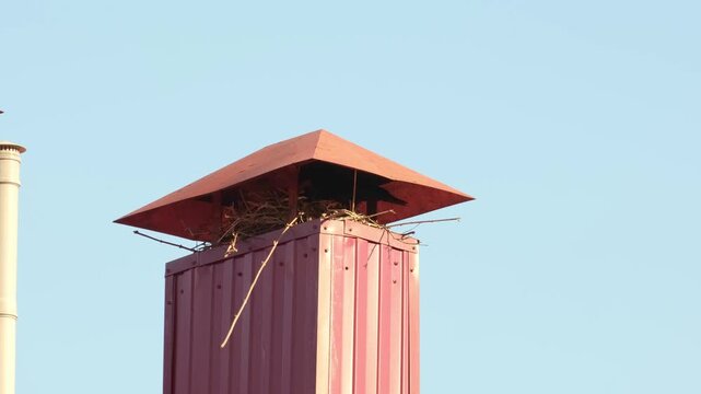 A male and female black raven built a nest in a ventilation shaft on the roof of a residential building and are raising their young together.