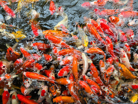 carp fish pond background, colorful background, Fancy carp