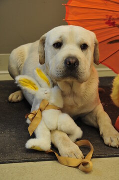 Golden sharpei cross puppy and his toys