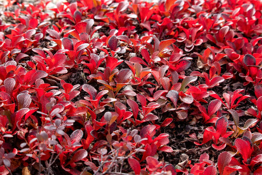 Elf orpine in Alaska