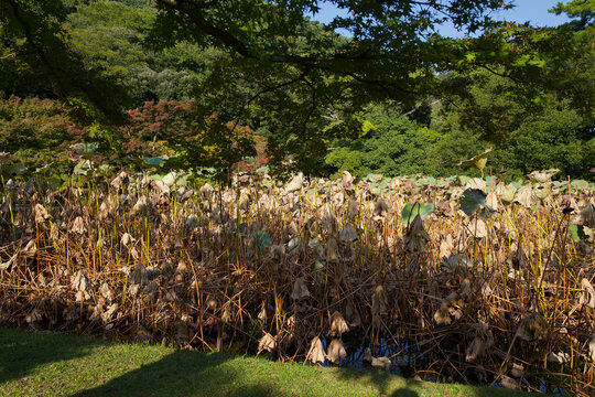 Artistic autumn landscape of withered lotus field and lush green hills in a Japanese garden, reminiscent of post-impressionist painting.