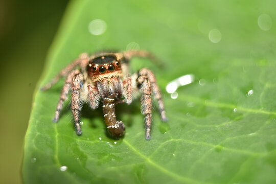 Jumping spider preying on tea looper caterpillar biological pest control IPM close-up