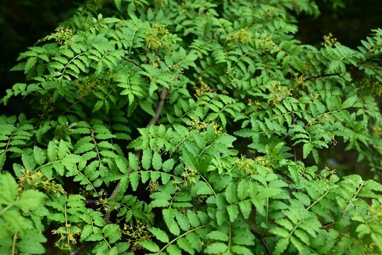Japanese pepper (Zanthoxylum piperitum) flowers blooming on a male tree. A Rutaceae dioecious deciduuous shrub. It produces yellow flowers in spring.