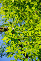 Fototapeta premium Young leaves of common hornbeam in backlight of spring sun.