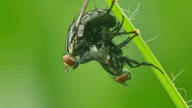 Mating Flies Seamless Loop Macro Slow Motion on Green Leaf 4K