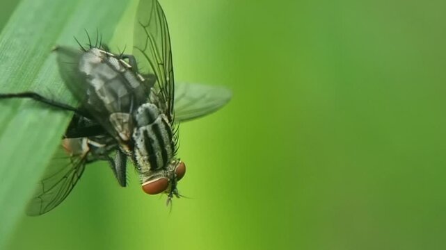Mating Houseflies in Extreme Macro Slow Motion on Green Leaf 4K