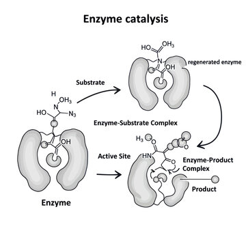 Enzyme Catalysis Illustration: Substrate Binding to Active Site to Form Product