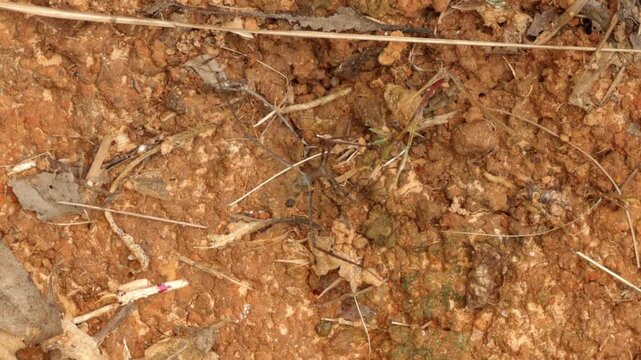 A close-up of a stick insect outdoors.