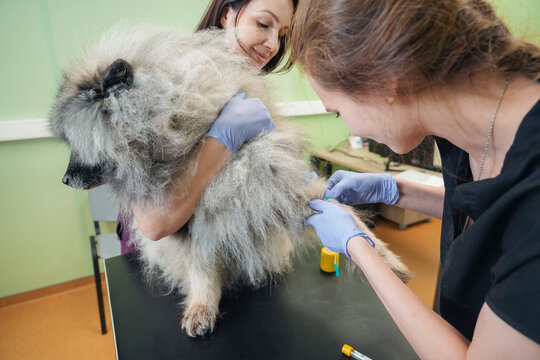 A skilled veterinarian administers a gentle medical procedure to a fluffy dog, lovingly comforted by its owner within a bright hospital setting