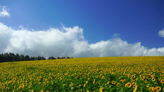 ヒマワリ畑と雲
