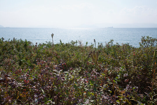 Coastal wild plants and autumn vegetation overlooking the sparkling Seto Inland Sea under sharp sunlight, Naoshima, Japan.
