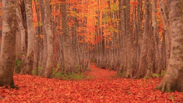 紅葉のブナ林と並木道