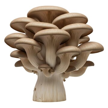 Clustered mushroom illustration with organic texture details isolated on white background