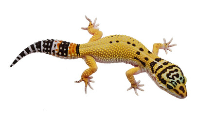Fototapeta premium gecko on a png background