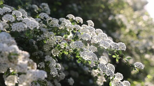 Spirea in sunshine moving slow motion in breeze