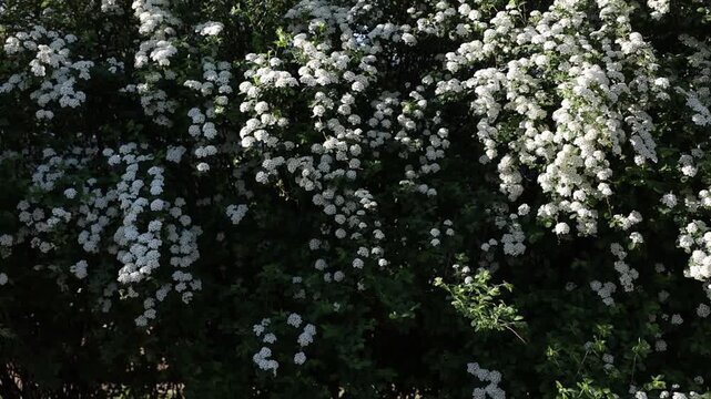 straight on spirea in morning side light