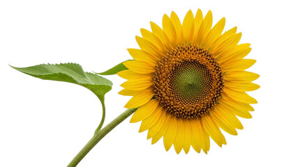 Obraz premium Single sunflower blossom with green leaf on a transparent background PNG image