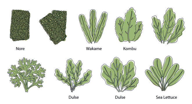Edible Seaweed Assortment: Nori, Wakame, Kombu, Dulse, Sea Lettuce