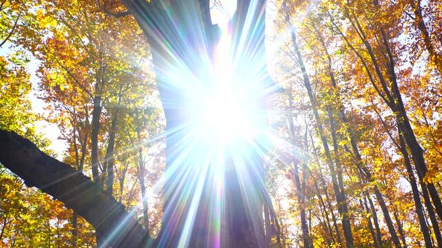 紅葉のブナの巨木と木もれ日